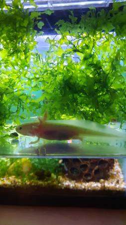 Leucistic Axolotl Juveniles