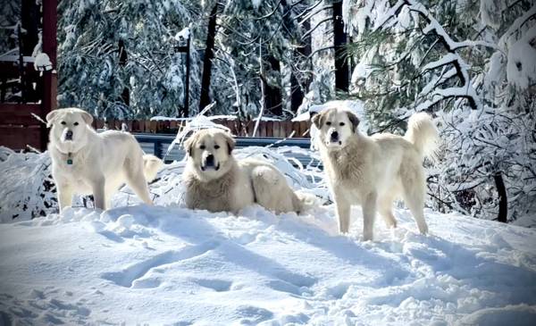 Pyrenees Anatolian Akbash mix