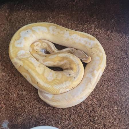 Rehoming Ball Python collection