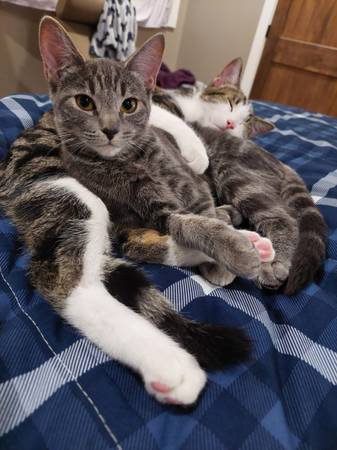 REWARD Lost Gray Kitten 8 months old