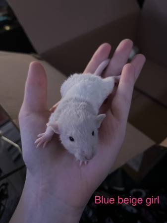 Baby curly hair rats