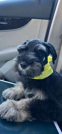 Schnauzer