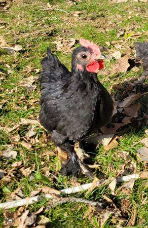 Bantam roosters