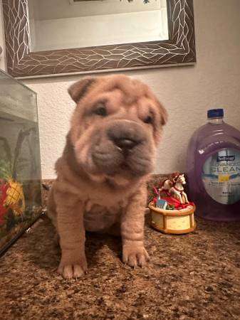 AKC Chinese Shar Pei