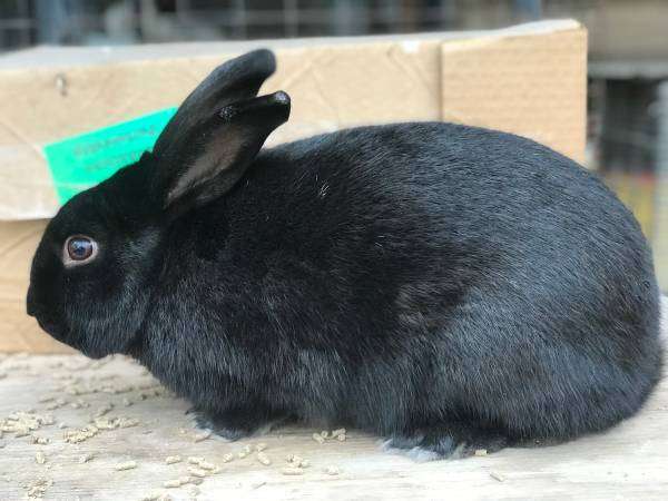 5 month old rabbits