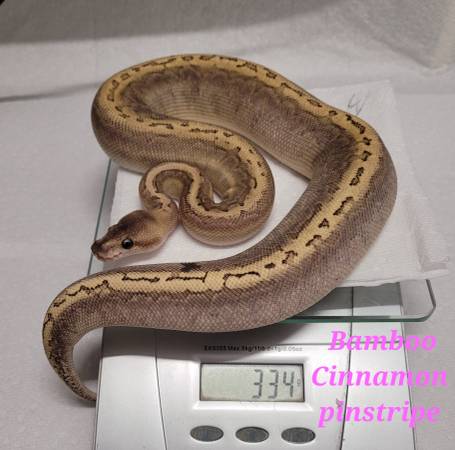 Rehoming ball pythons