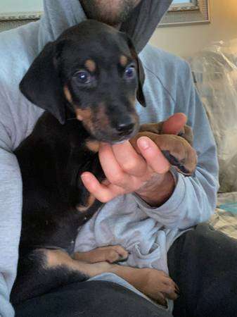 Doberman Dogo Argentino pup