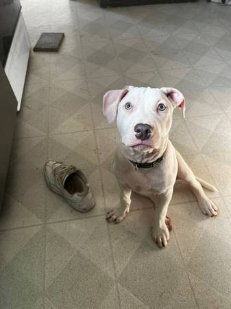 4 month old white male pitbull