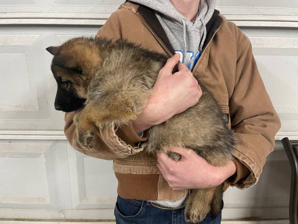 AKC German Shepherd females