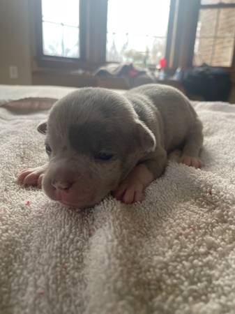 Pocket bully puppies