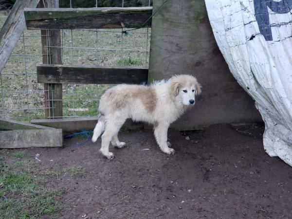 Pyrenees Pup