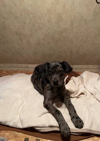 great dane puppie