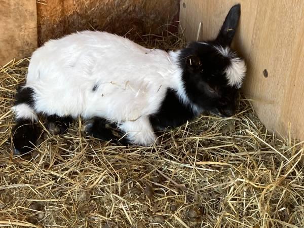 pygmy goats