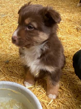 Australian shepherd standard female