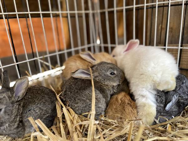 Pedigreed Flemish Giant Rabbits for Rehoming