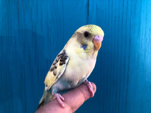 Friendly Budgies and Cockatiels