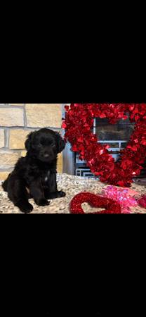 Aussidoodle puppies