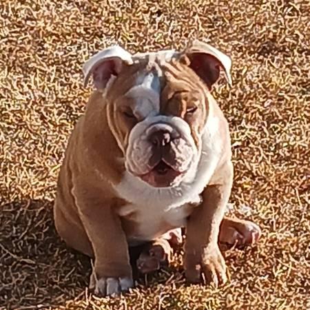 English bulldog rehoming