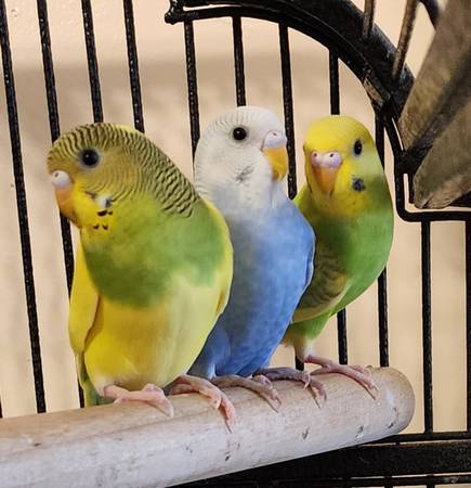 Parakeets