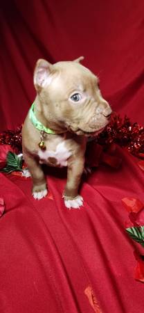 CLASSIC AMERICAN BULLY PUPPIES