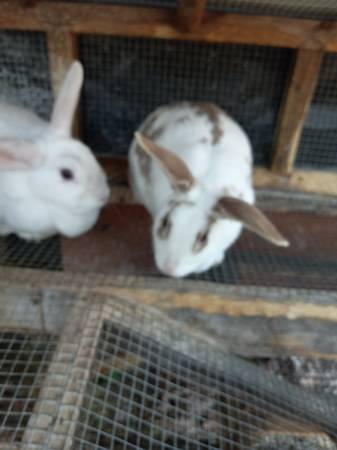 2 female rabbits with hutch