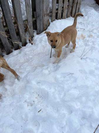 German Shepherd Red Heeler Girl Puppies