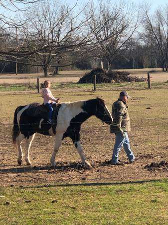 Registered Missouri Foxtrotter