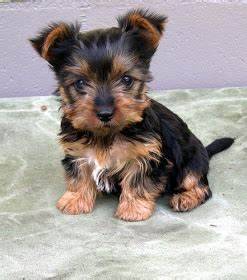 available yorkie puppy