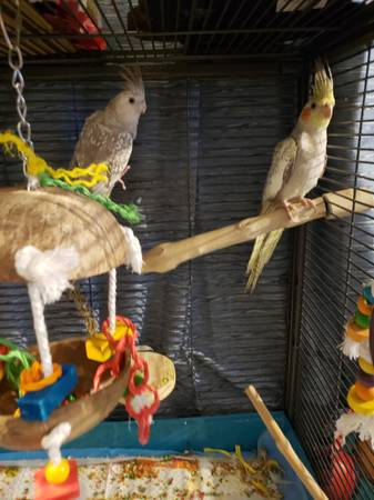 Baby Pearl Cockatiels