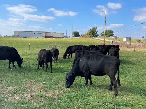 20 Fancy Black Angus Cows