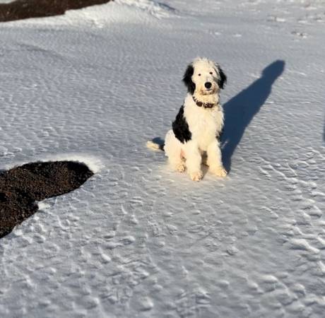 Sheepadoodle Puppy