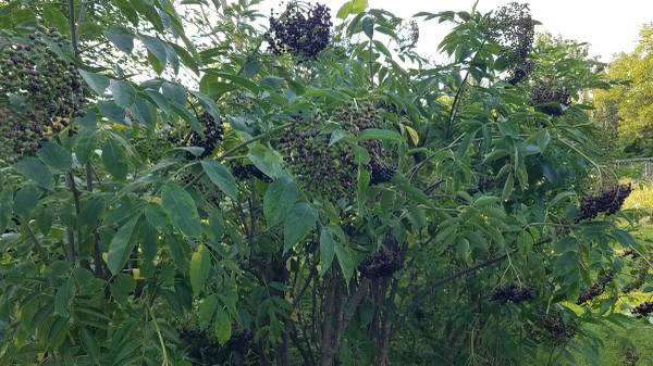 ELDERBERRY PLANTS