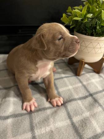 American Bully Puppies need new homes