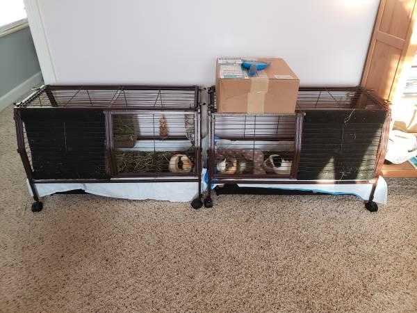 Guinea pig rehoming