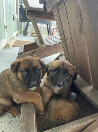 Saint Bernard/German Shepherd Puppies