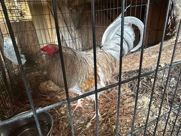 FREE rooster to a good home