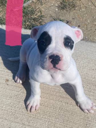 Pitbull x Bully pups