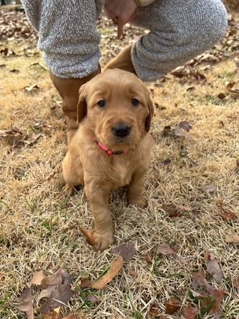 Golden retriever pup