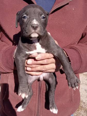 Pitbull/XL bully puppies