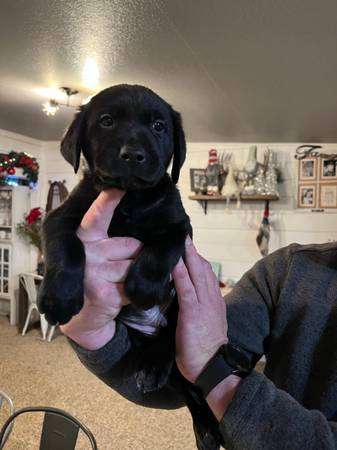 lab puppies