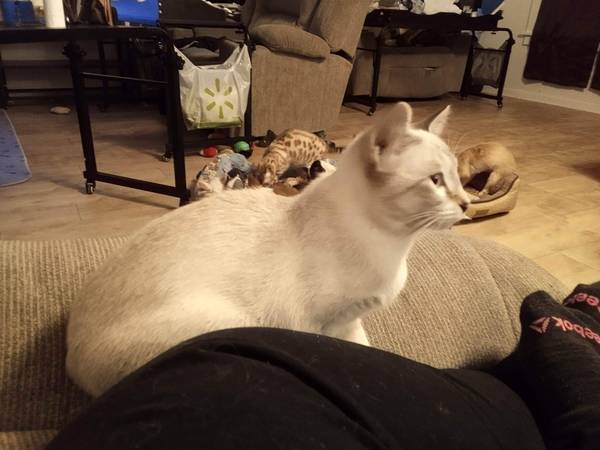 Female Snow Point Siamese