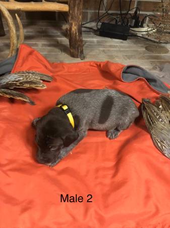 German shorthair pointer pups