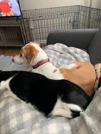 1.5 year old Walker Hound