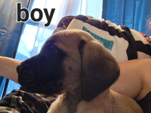 English mastiff puppies