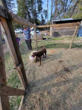 Looking to rehome 1.5 year old female chocolate lab