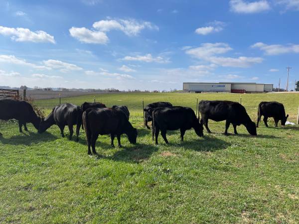 20 Fancy Black Angus Cows