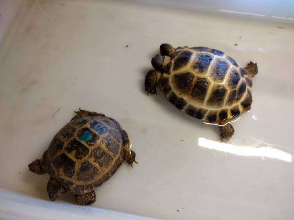 Russian Tortoise Pair