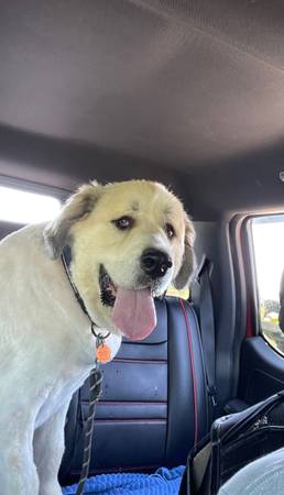 Great Pyrenees Re-Home