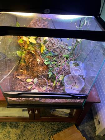 crested gecko and full bioactive setup