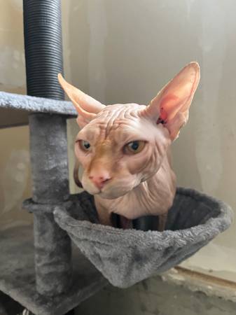 Sphynx Cats